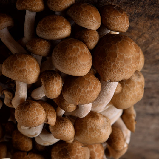 Agaricus Blazei extract powder, ideal for soothing, anti-aging, and hydrating skincare formulations.